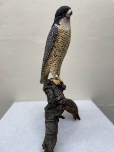Peregrine Falcon Large $500 AUD